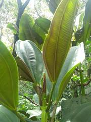 Meriania nobilis