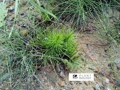 Equisetum telmateia telmateia