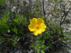 Potentilla pedata