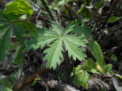 Potentilla pedata