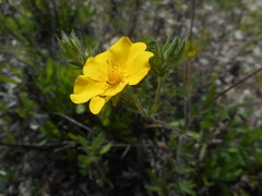 Potentilla pedata