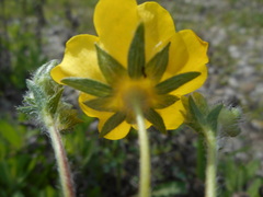 Potentilla pedata