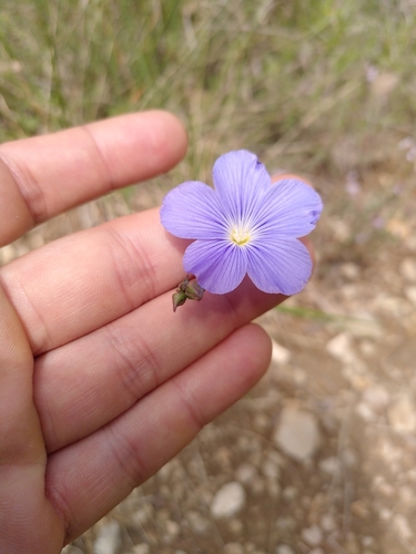 Flax (Linum narbonense)