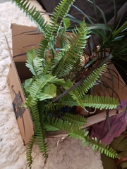 Nephrolepis obliterata