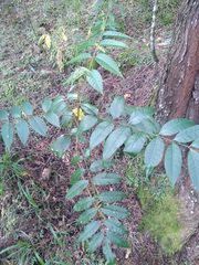 Toxicodendron striatum