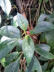 Kohleria inaequalis