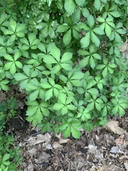 Eleutherococcus sieboldianus