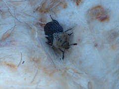 Thanatophilus lapponicus