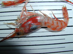 Solenocera membranacea