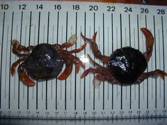Polybius henslowii