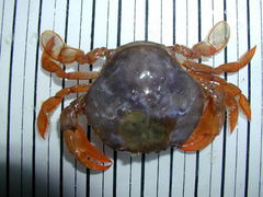 Polybius henslowii