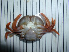 Polybius henslowii