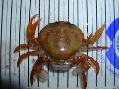Polybius henslowii