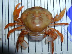 Polybius henslowii