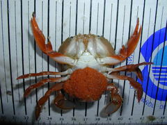 Polybius henslowii