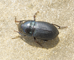 Harpalus dimidiatus