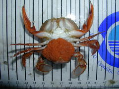 Polybius henslowii