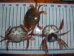 Polybius henslowii