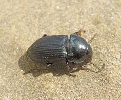 Harpalus dimidiatus