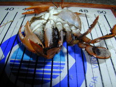 Polybius henslowii