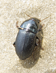 Harpalus dimidiatus