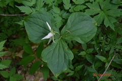 Trillium