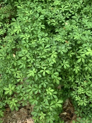 Eleutherococcus sieboldianus