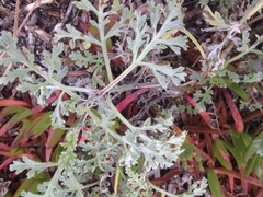 Eriophyllum staechadifolium