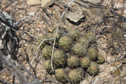 Thelocactus leucacanthus