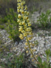 Reseda lutea