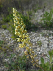 Reseda lutea
