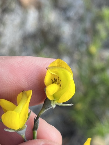 Common Ganna (Lebeckia pauciflora)