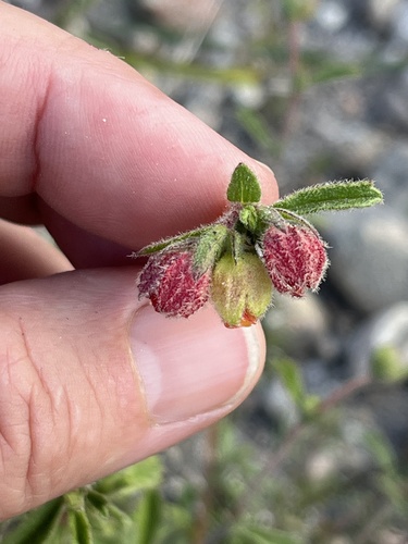 Image of Hermannia rudis by (c) Charleen Brunke, some rights reserved (CC BY)