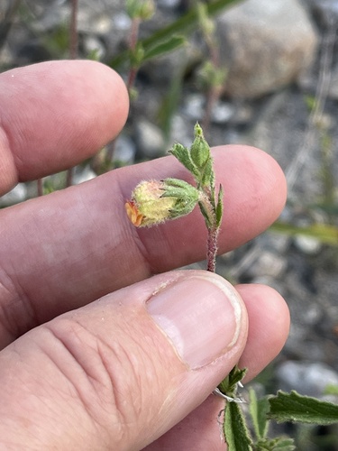 Image of Hermannia rudis by (c) Charleen Brunke, some rights reserved (CC BY)