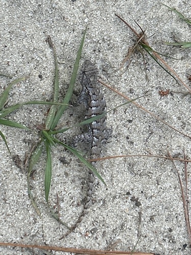 Eastern Fence Lizard