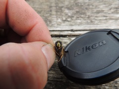 Vespula rufa