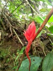 Stenorrhynchos albidomaculatum