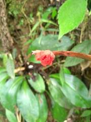Stenorrhynchos albidomaculatum