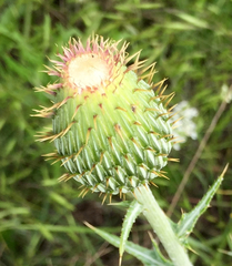 Cirsium texanum