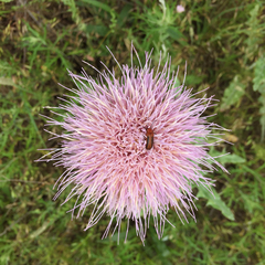 Cirsium texanum