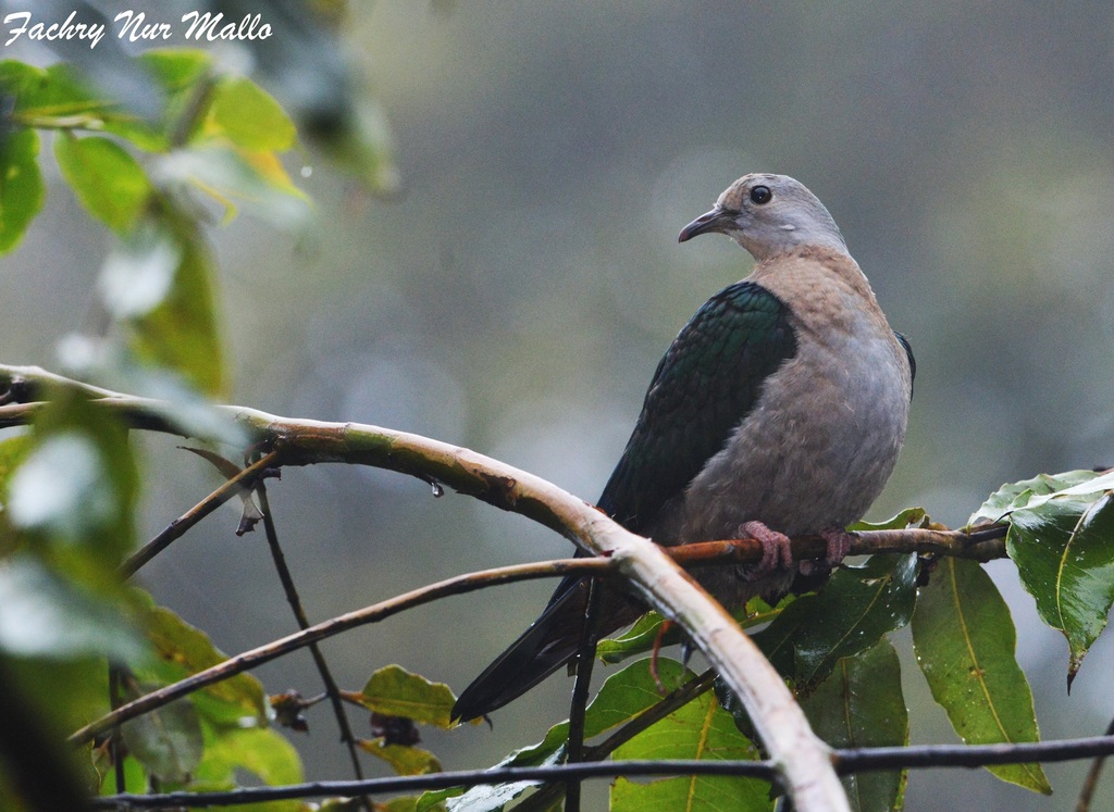 Gray-headed Imperial-Pigeon photo
