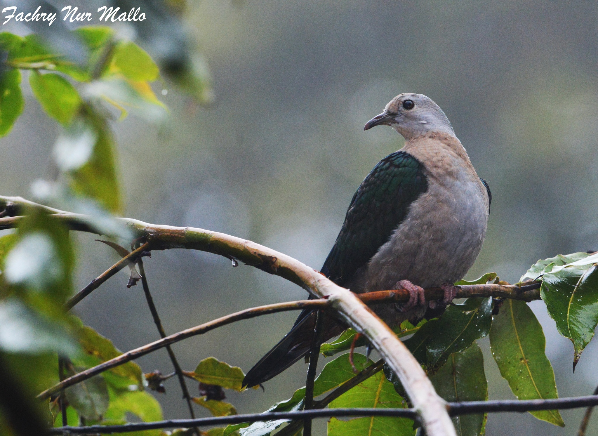 Grey-headed Imperial-Pigeon illustration