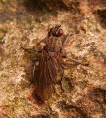 Ceratinostoma ostiorum