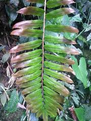 Blechnum cordatum