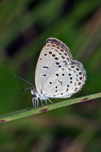 Pale Grass Blue, photo 5 of 8