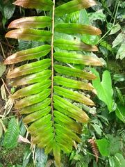 Blechnum cordatum