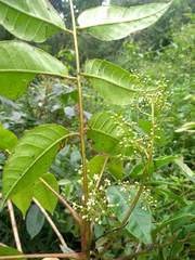 Toxicodendron striatum