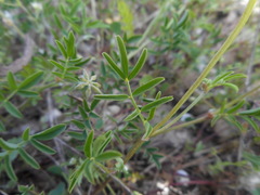 Hippocrepis comosa