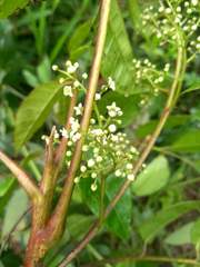 Toxicodendron striatum