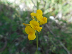 Hippocrepis comosa